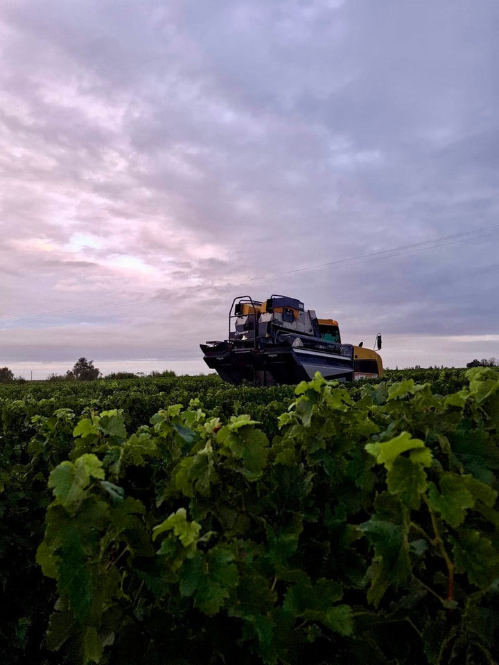 Harvest 2025 at Château Canon Chaigneau: the first 3 Days behind the scenes