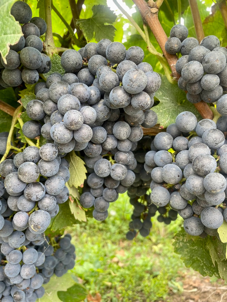 Bordeaux Red Wine Grapes – From Merlot to Pressac – Château Canon Chaigneau