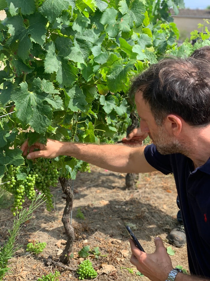 How we keep our grapes healthy until harvest