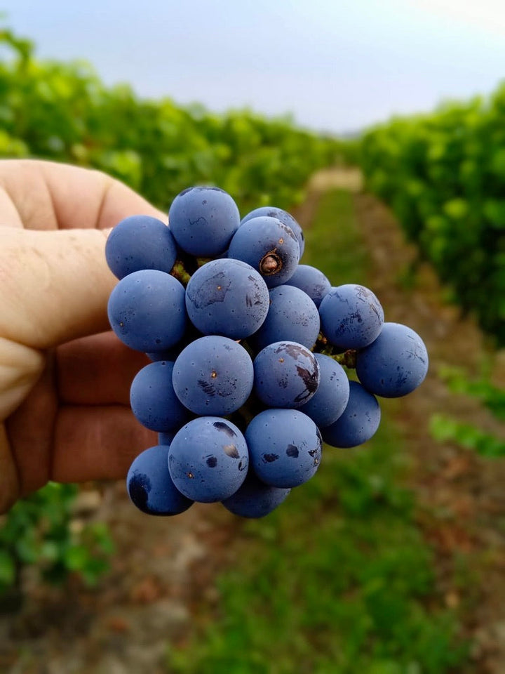 Grape ripeness: more than Sugar