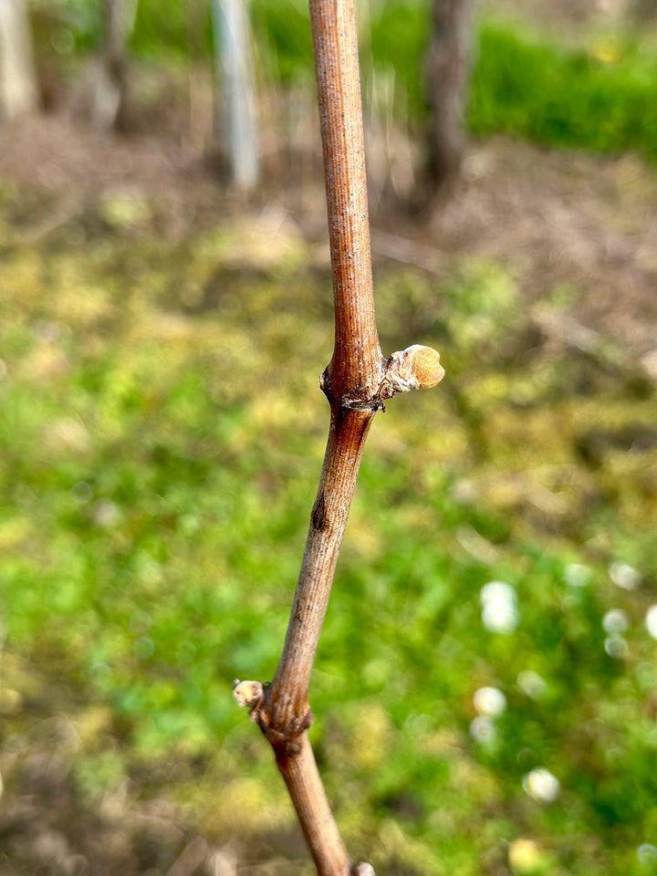 Budbreak: the vine’s gentle awakening